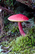 LS142 Toadstool, New England National Park NSW